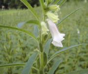 Sesamum indicum nigrum